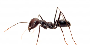 Furnica Neagra