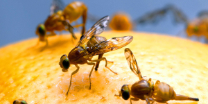 Musca betiva