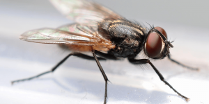 Musca de casa